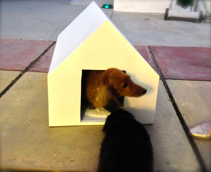 We built  a fomecore dog house. Joe likes it. Tim's not so sure.